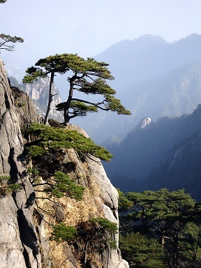 Huangshan_mountain_peak_pine_trees